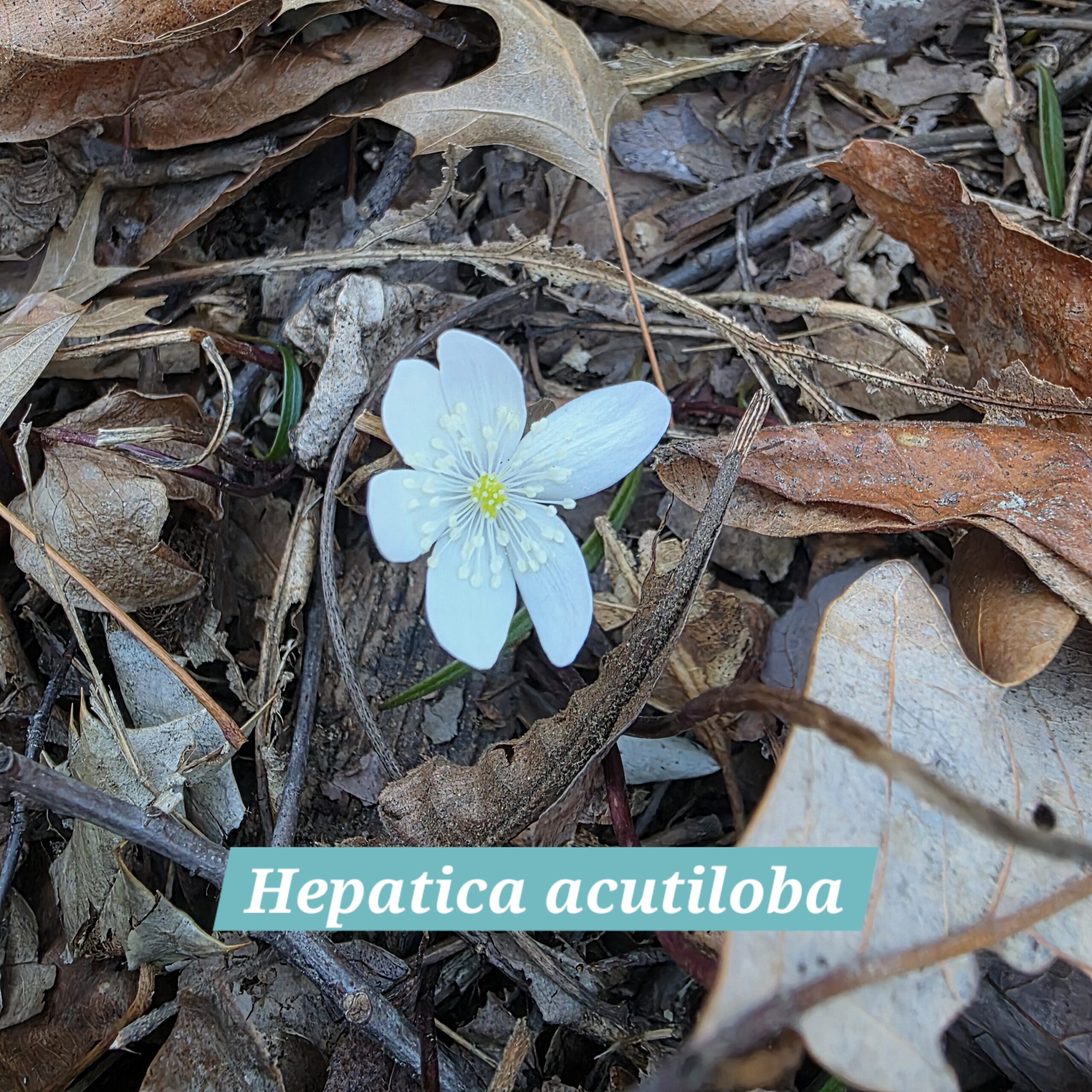 Hepatica acutiloba