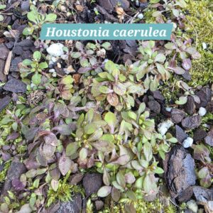 Houstonia caerulea