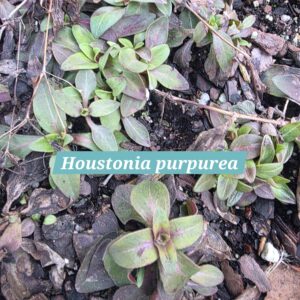 Houstonia purpurea