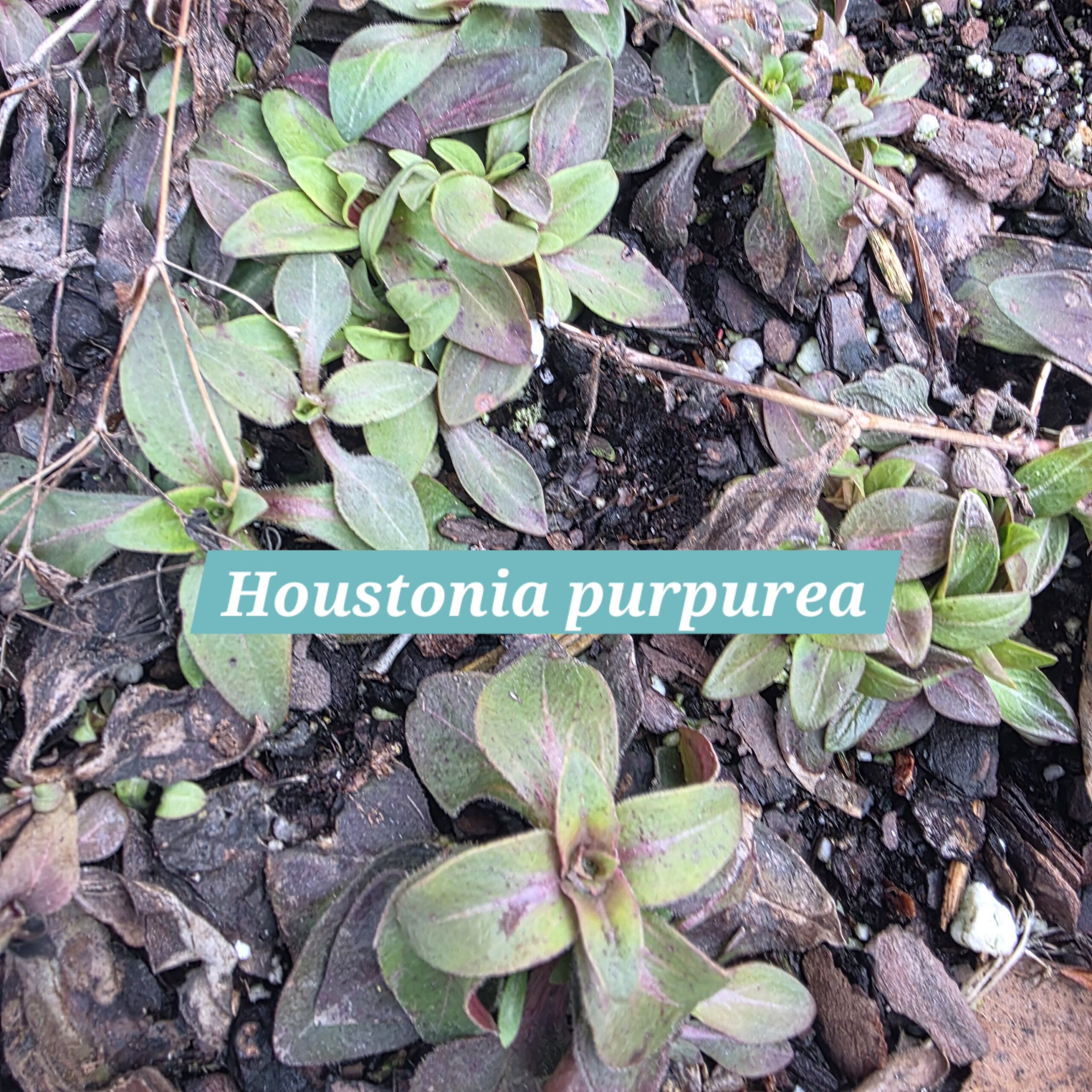 Houstonia purpurea