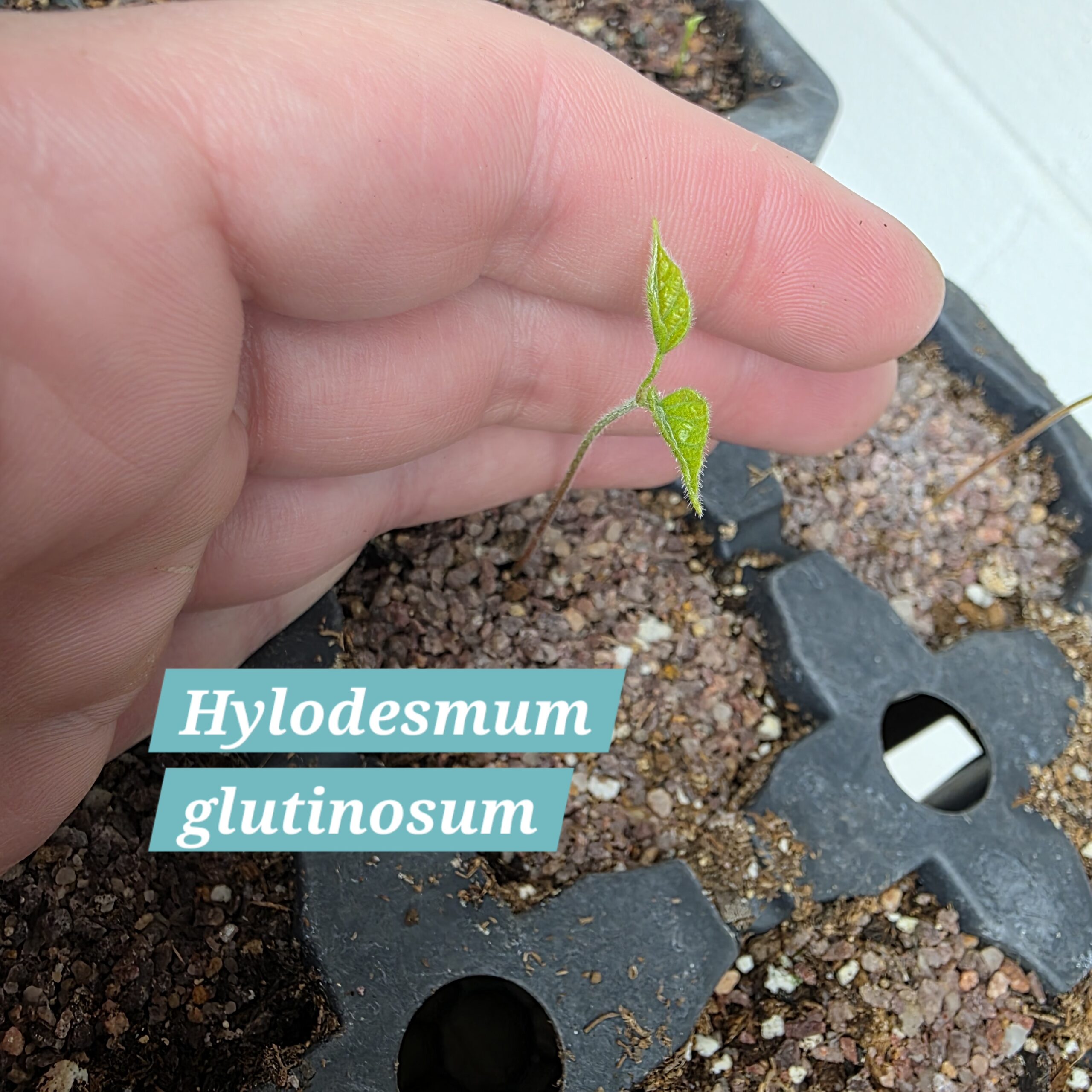 Hylodesmum glutinosum