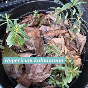 Hypericum kalmianum