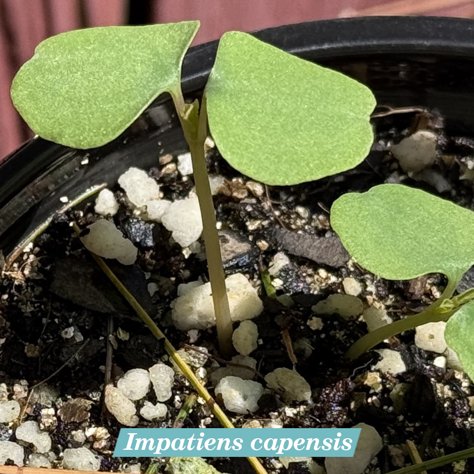 Impatiens capensis cotyledons