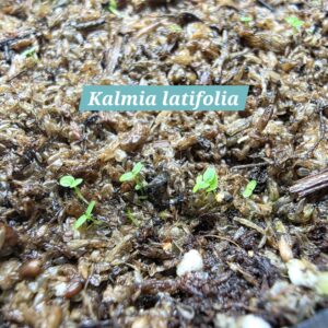 Kalmia latifolia