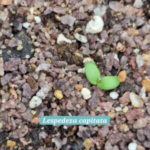 Lespedeza capitata cotyledons