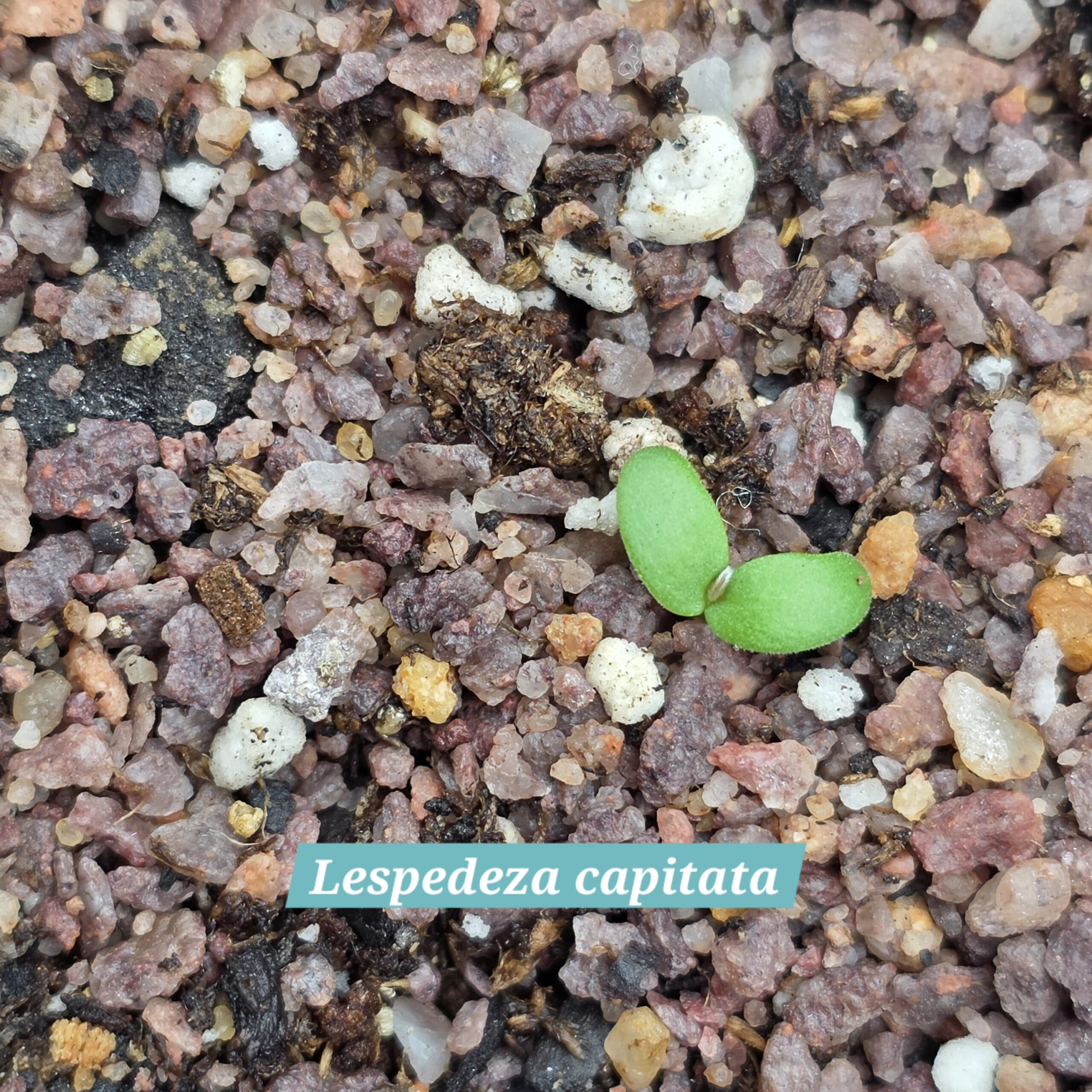 Lespedeza capitata cotyledons