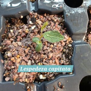 Lespedeza capitata
