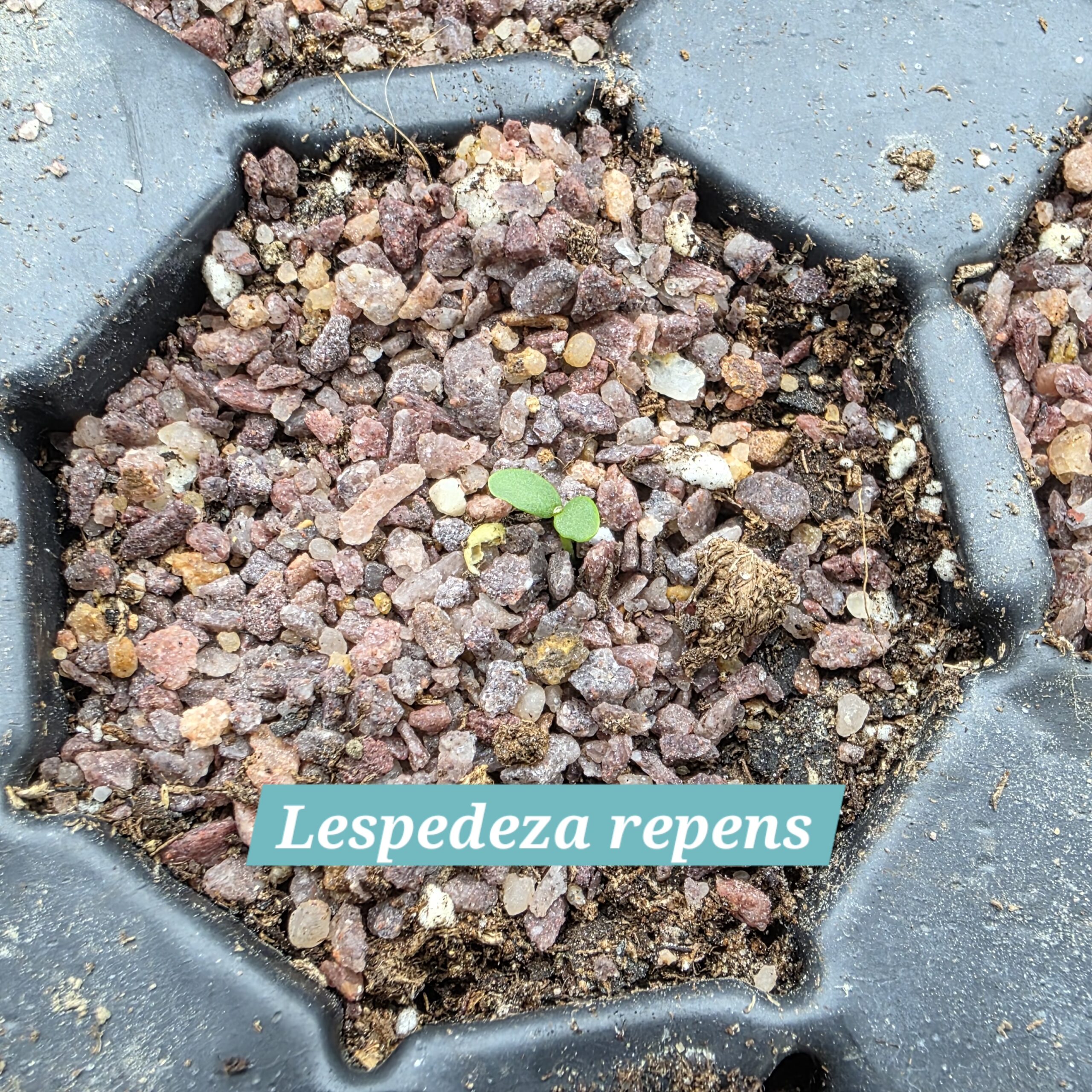 Lespedeza repens cotyledons