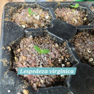 Lespedeza virginica
