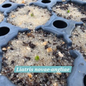 Liatris novae-angliae