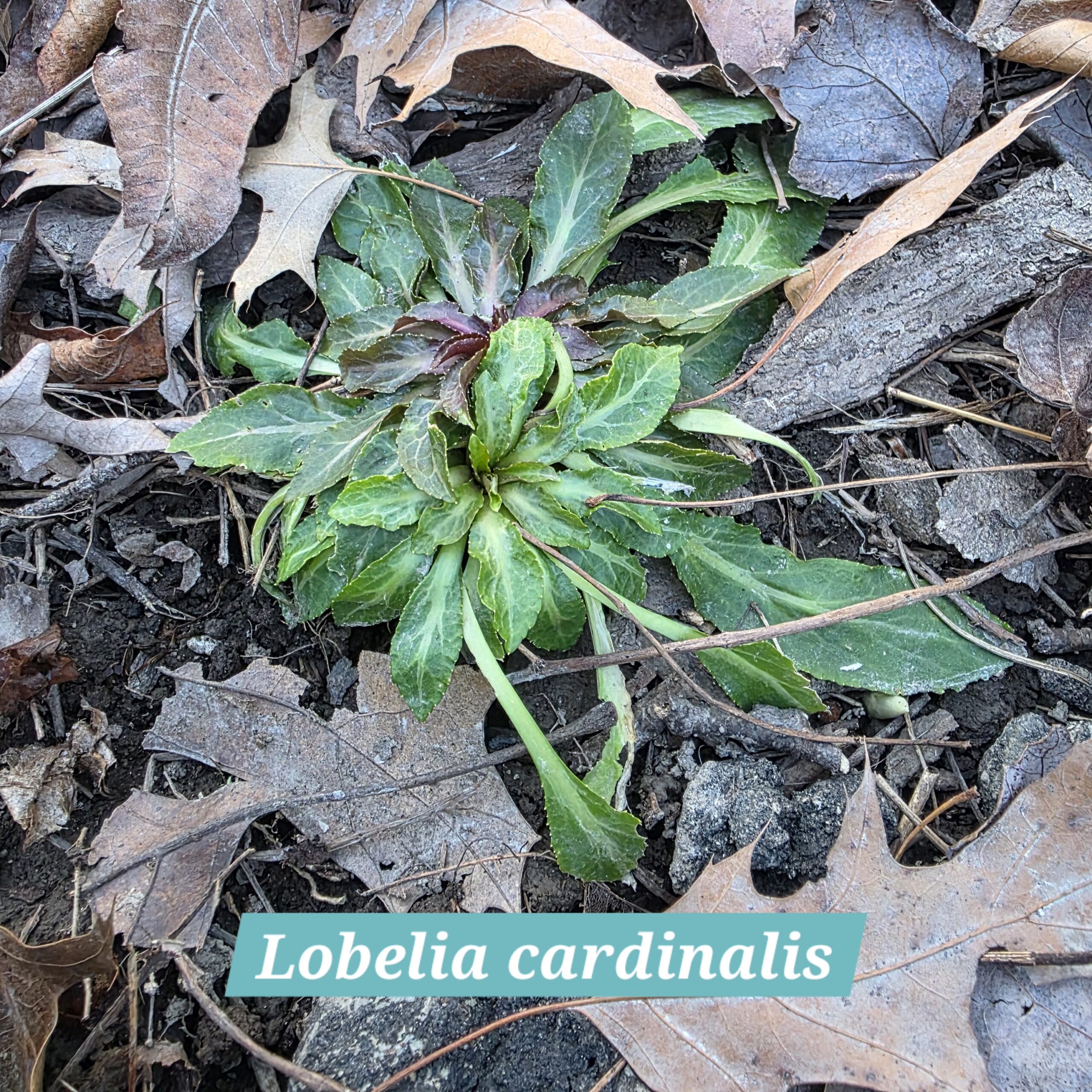 Lobelia cardinalis