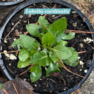 Lobelia cardinalis winter rosette