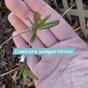 Lonicera sempervirens