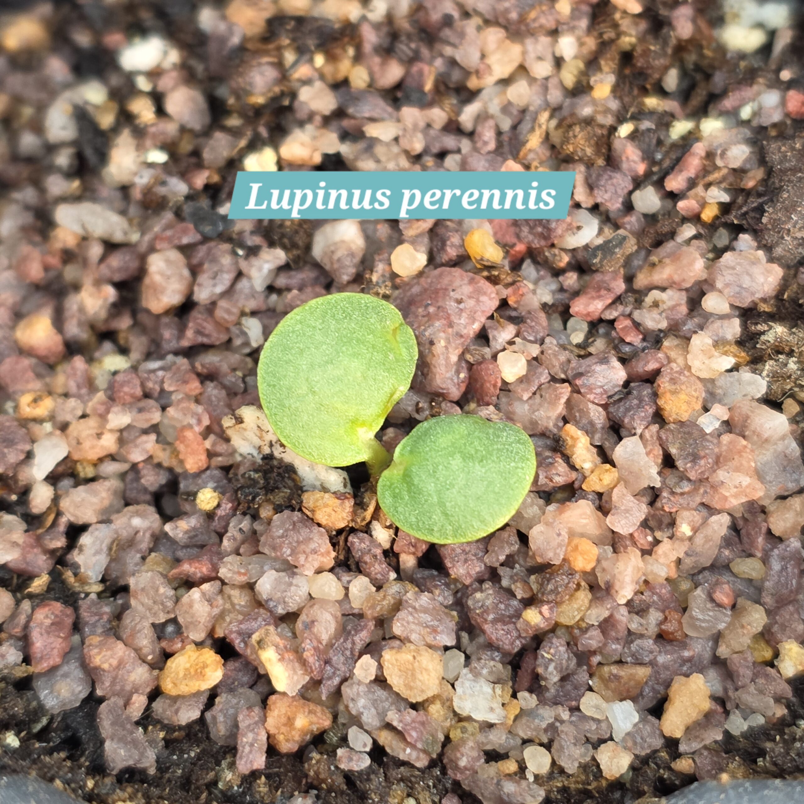 Lupinus perennis cotyledons