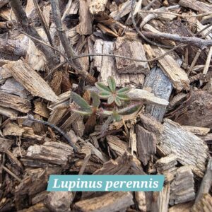 Lupinus perennis
