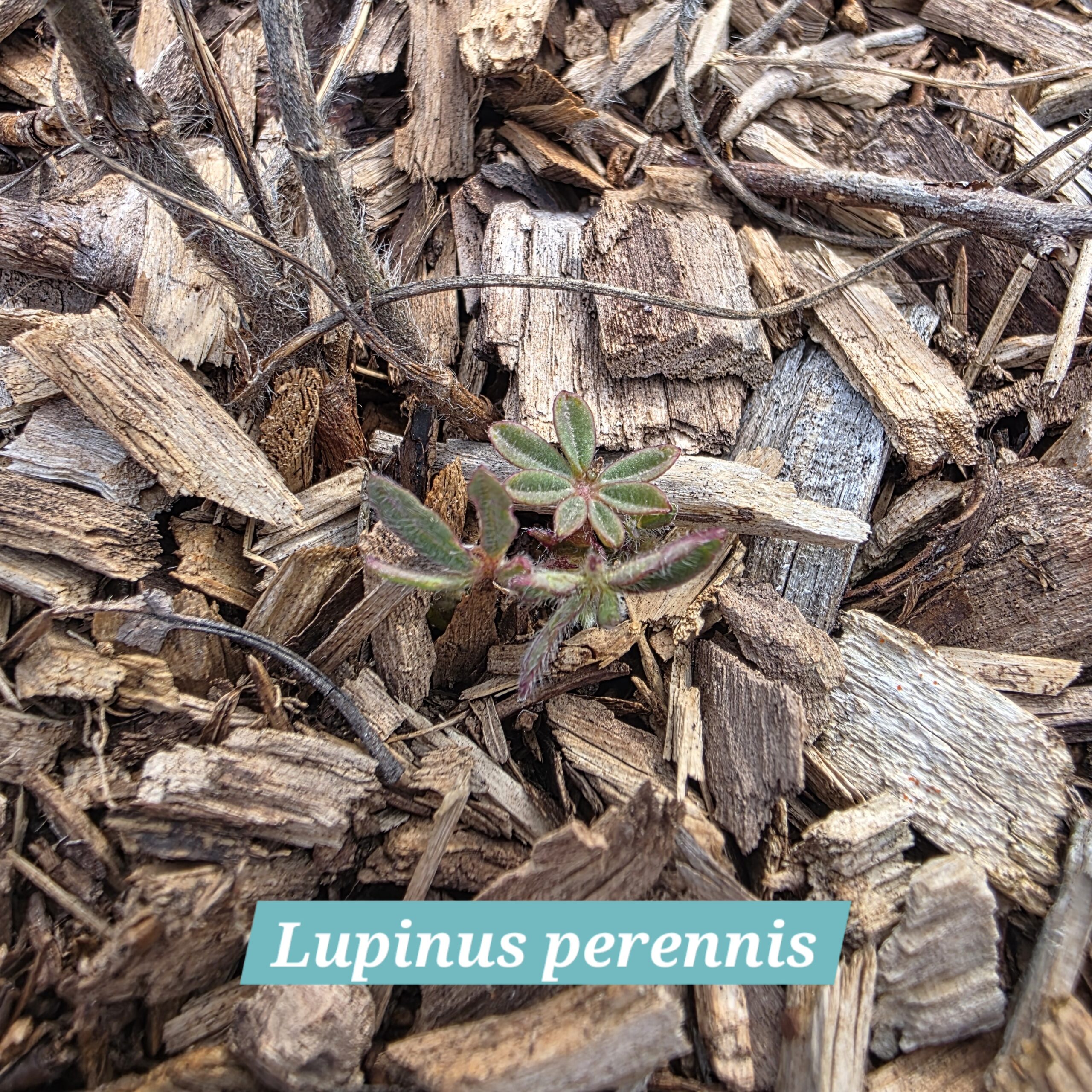 Lupinus perennis