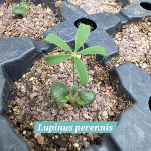 Lupinus perennis