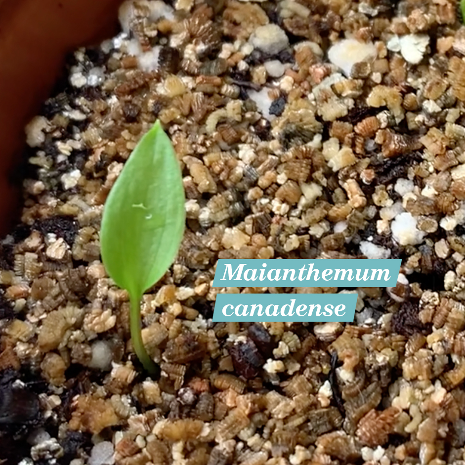 Maianthemum canadense cotyledon