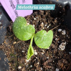 Melothria scabra