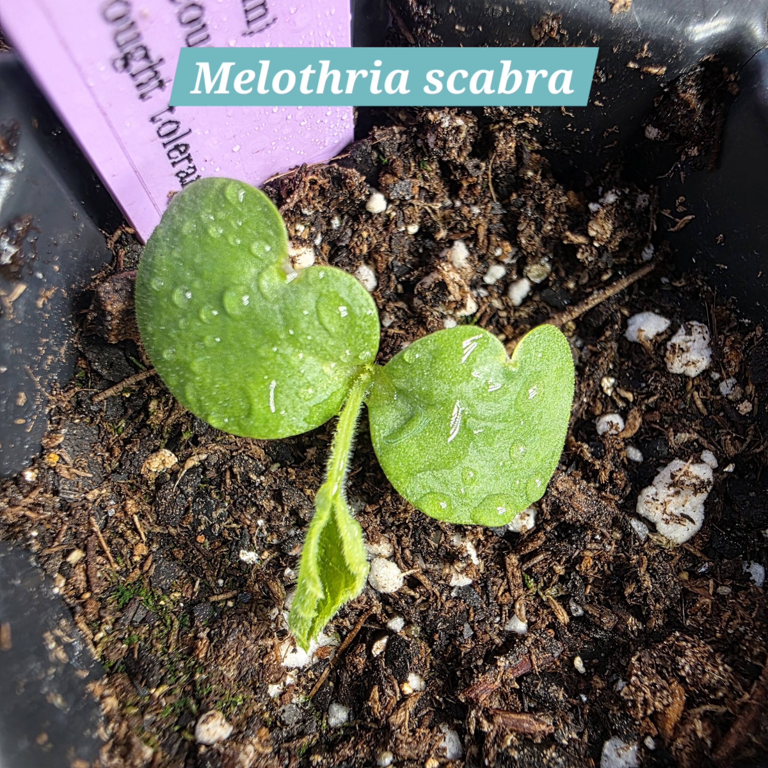 Melothria scabra
