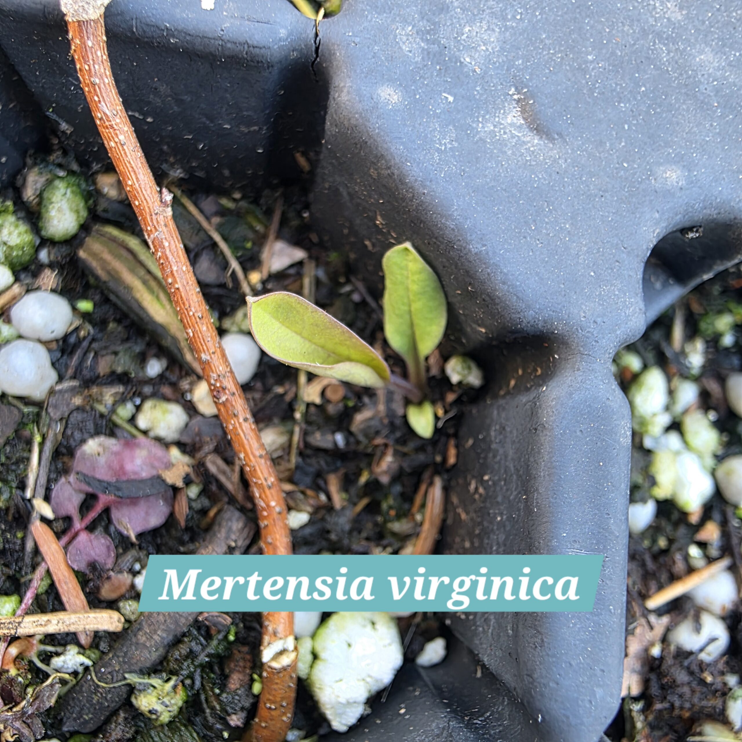 Mertensia virginica