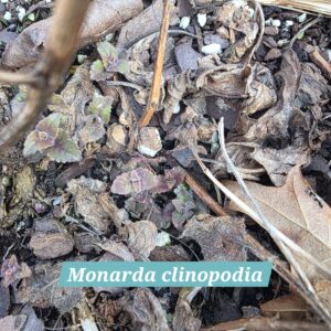 Monarda clinopodia