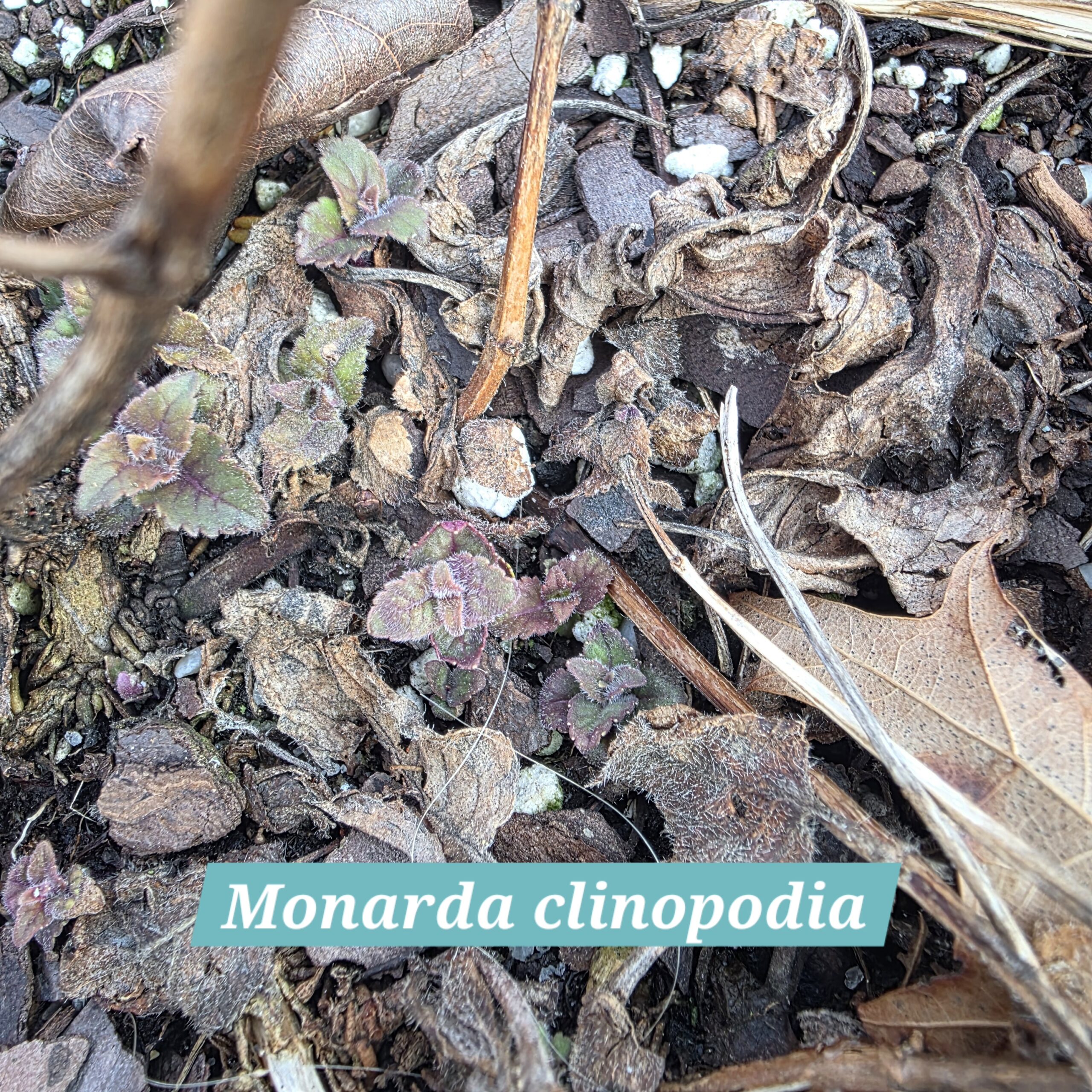 Monarda clinopodia