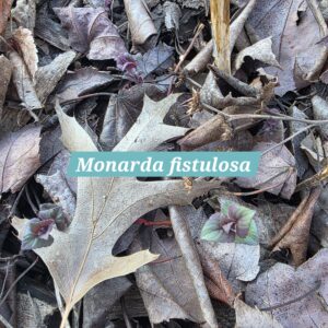 Monarda fistulosa