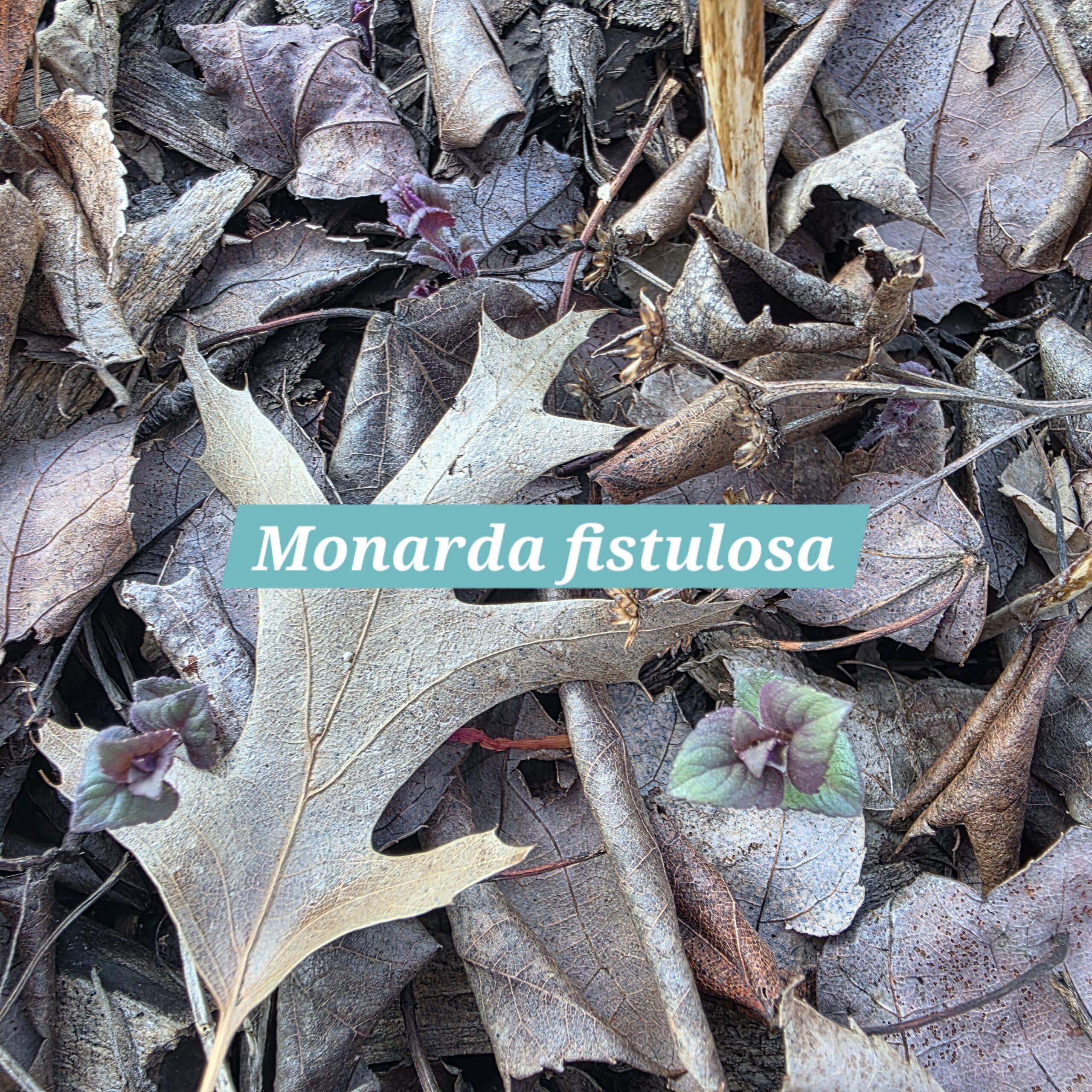 Monarda fistulosa