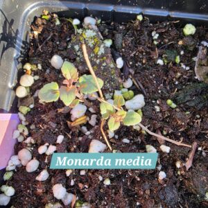 Monarda media