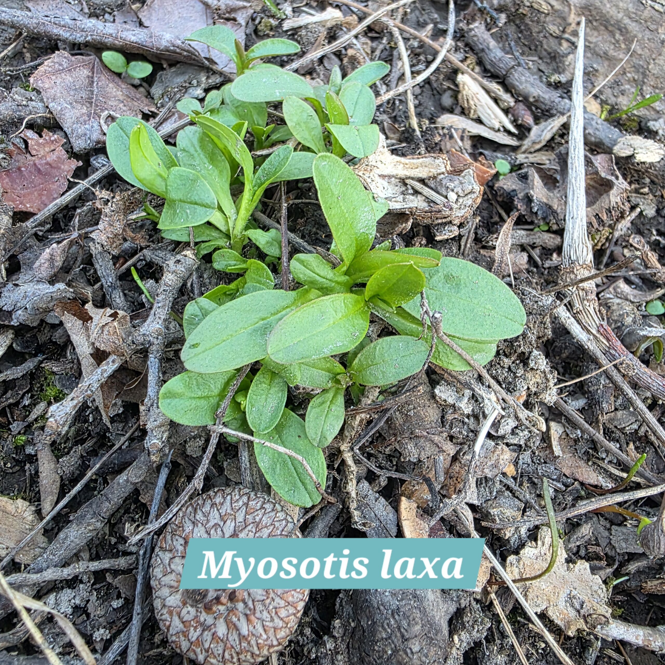 Myosotis laxa