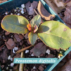 Penstemon digitalis