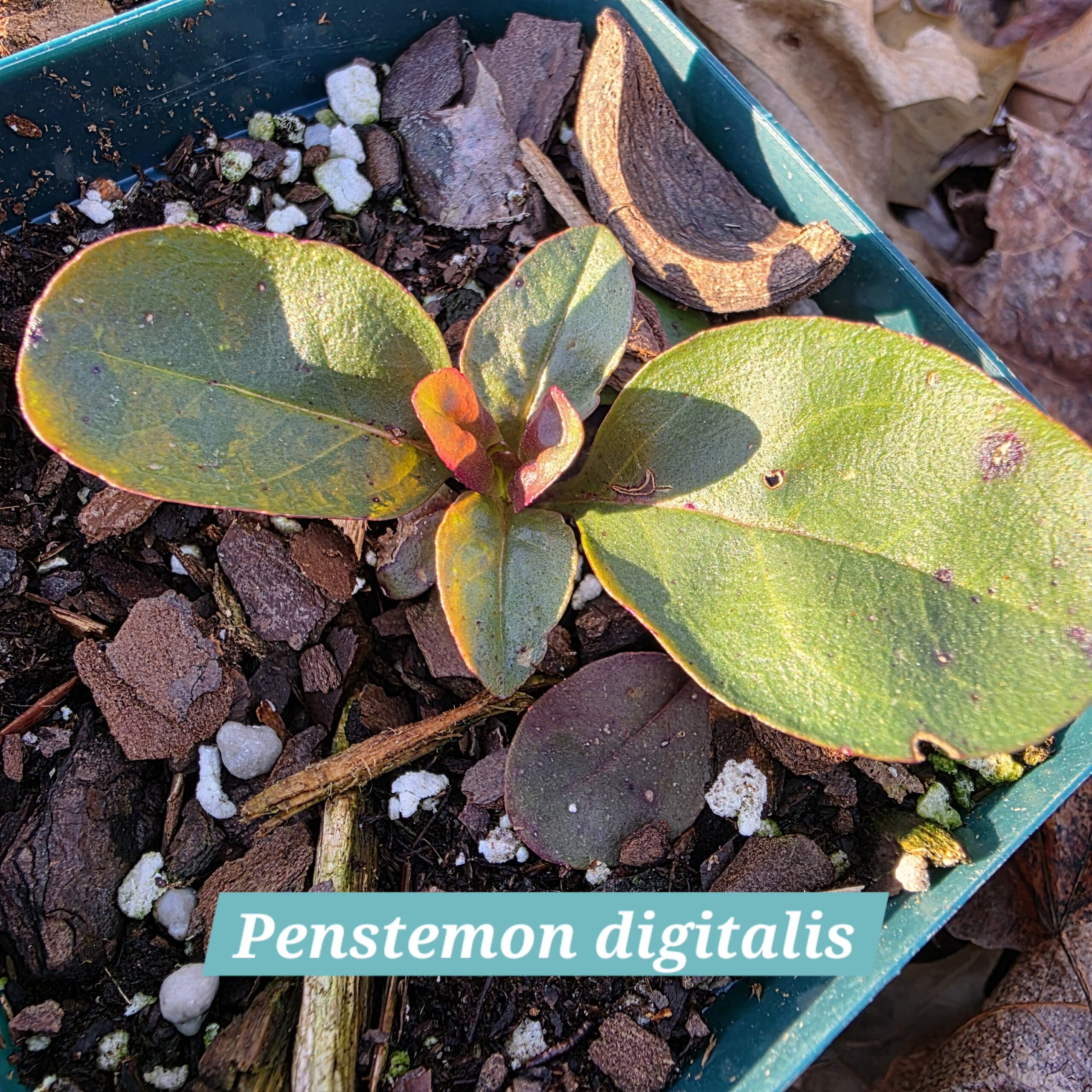 Penstemon digitalis