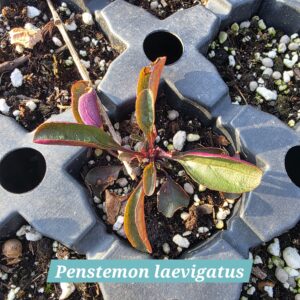 Penstemon laevigatus
