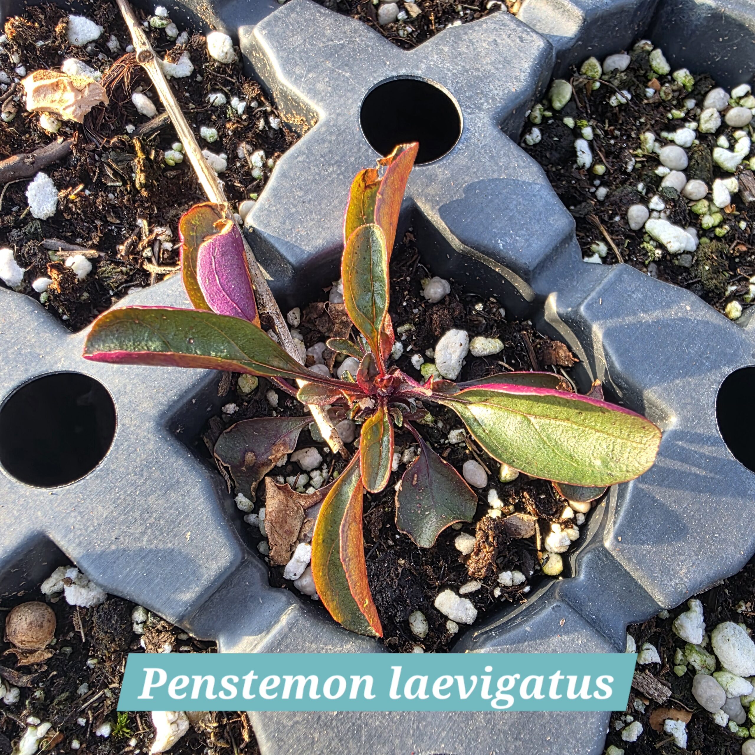 Penstemon laevigatus