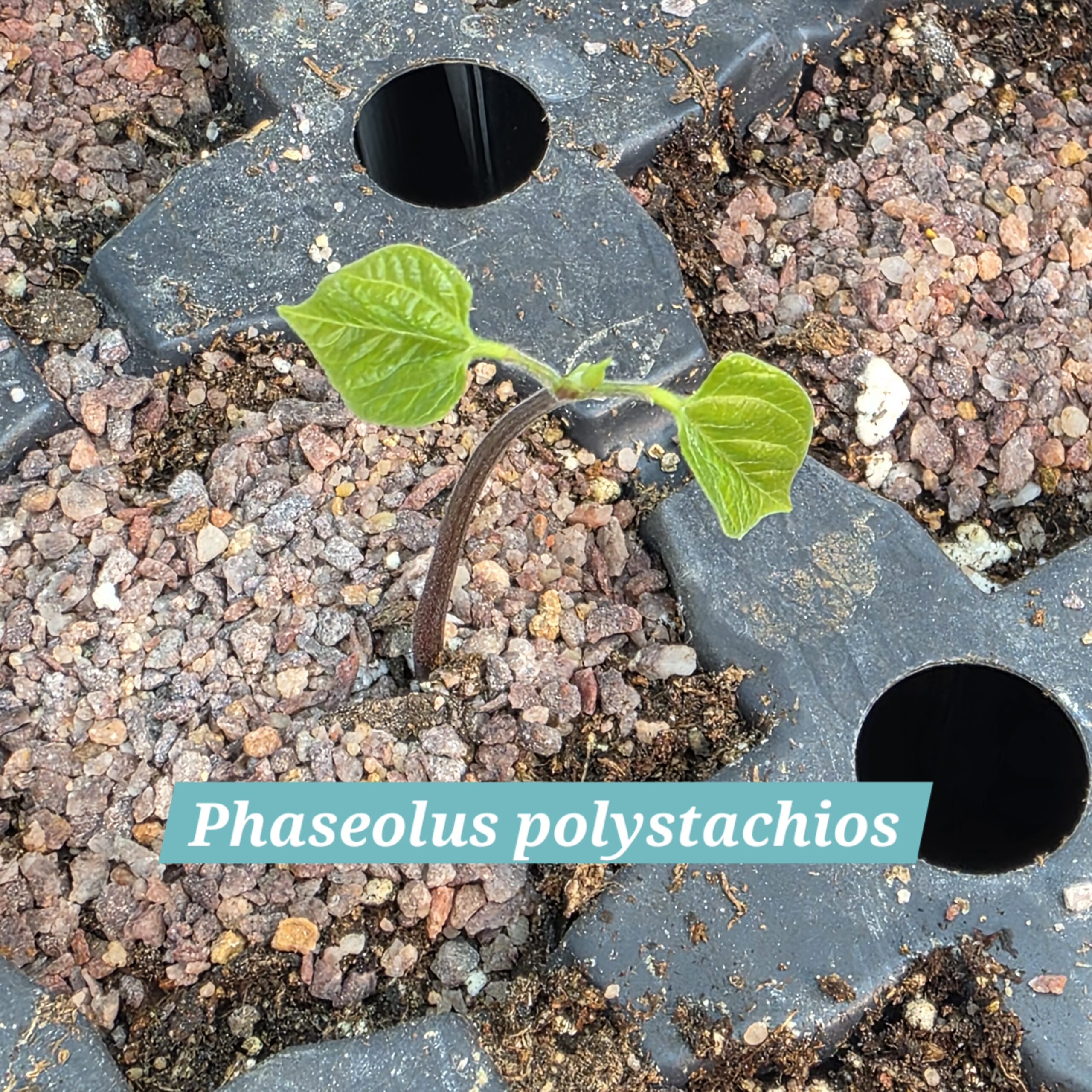 Phaseolus polystachios first leaves (hypogeal germination)