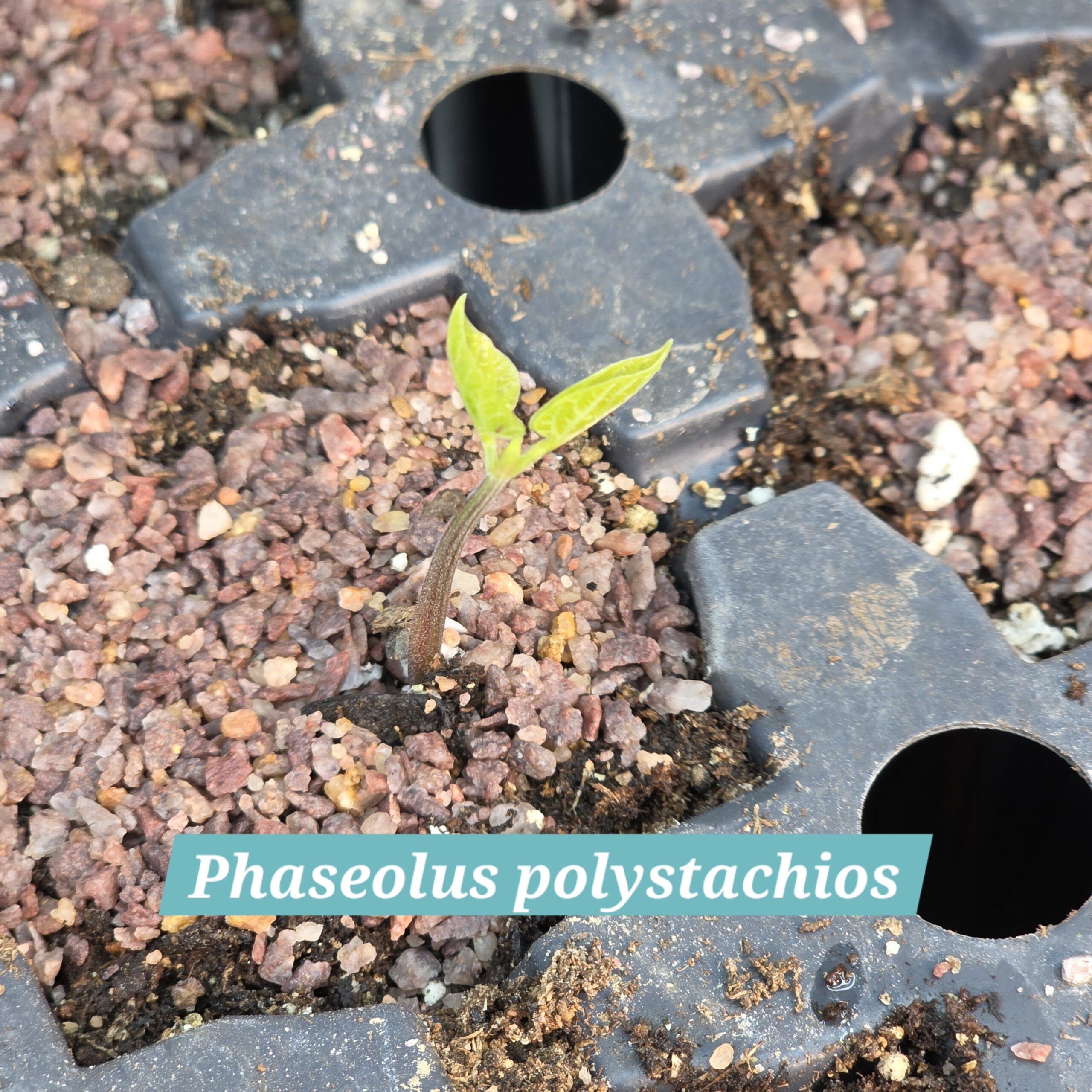 Phaseolus polystachios hypogeal germination
