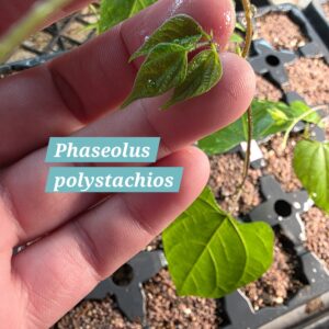 Phaseolus polystachios