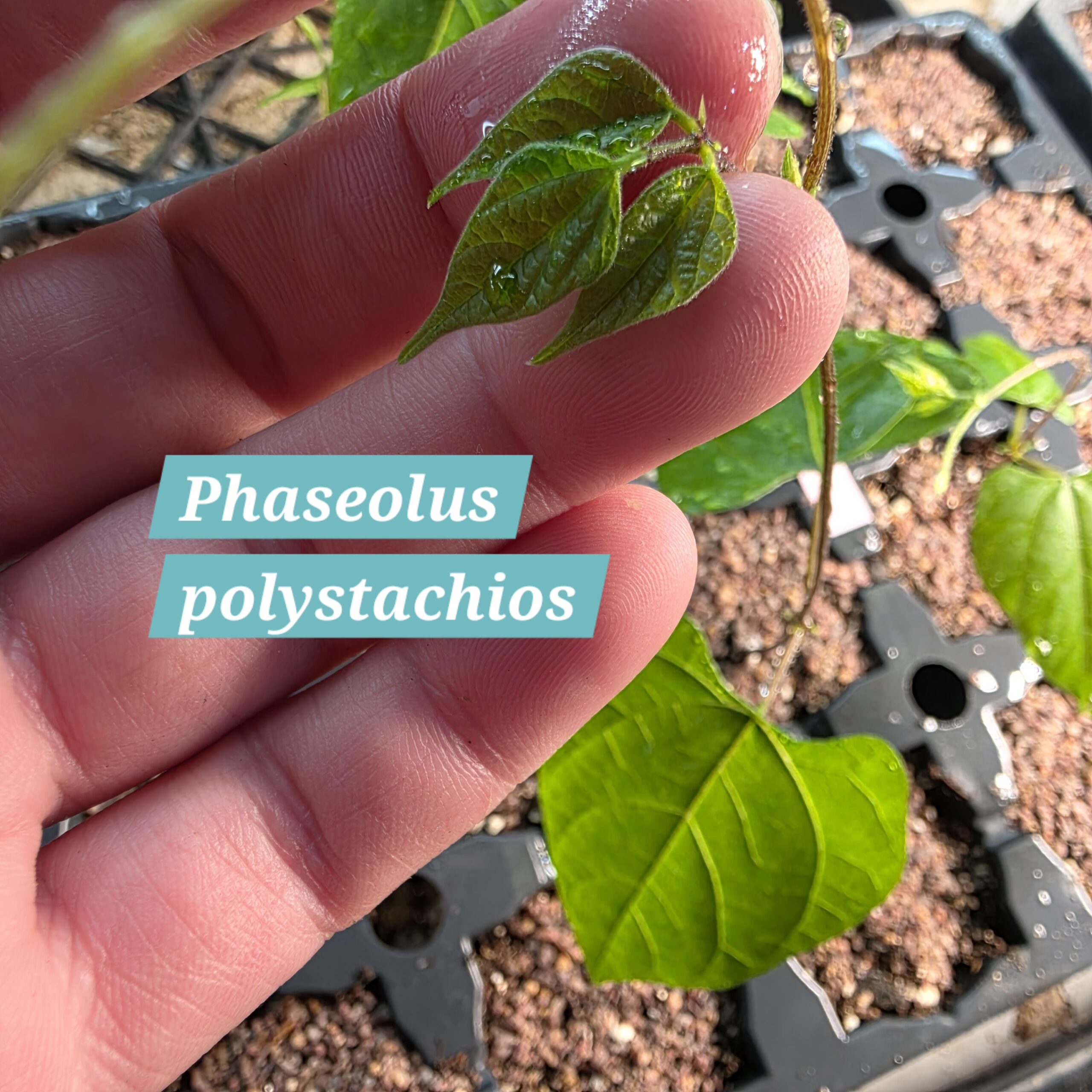 Phaseolus polystachios