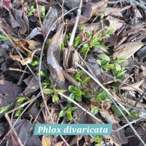 Phlox divaricata