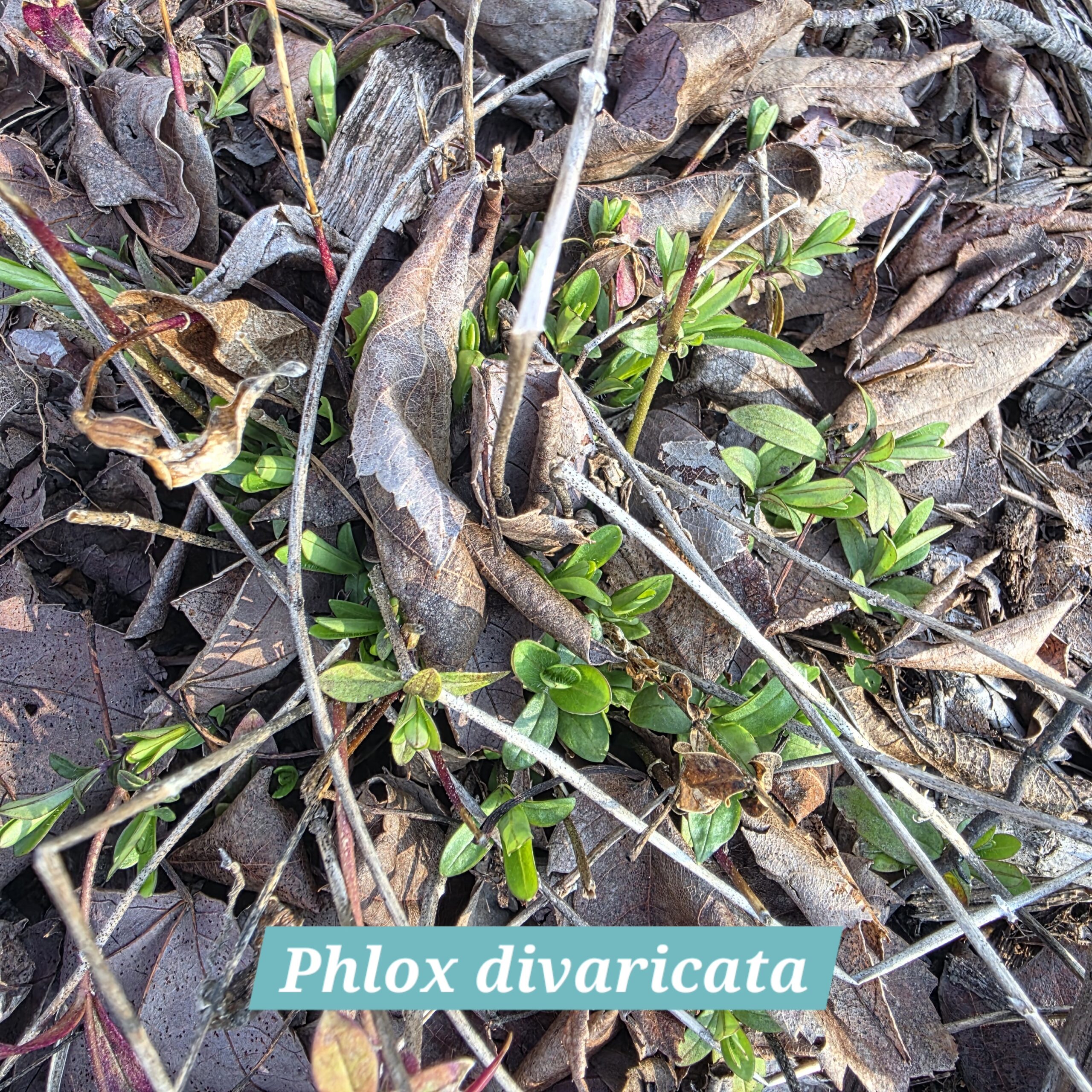 Phlox divaricata