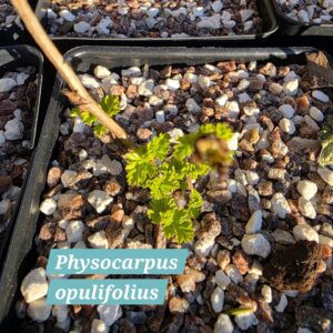 Physocarpus opulifolius