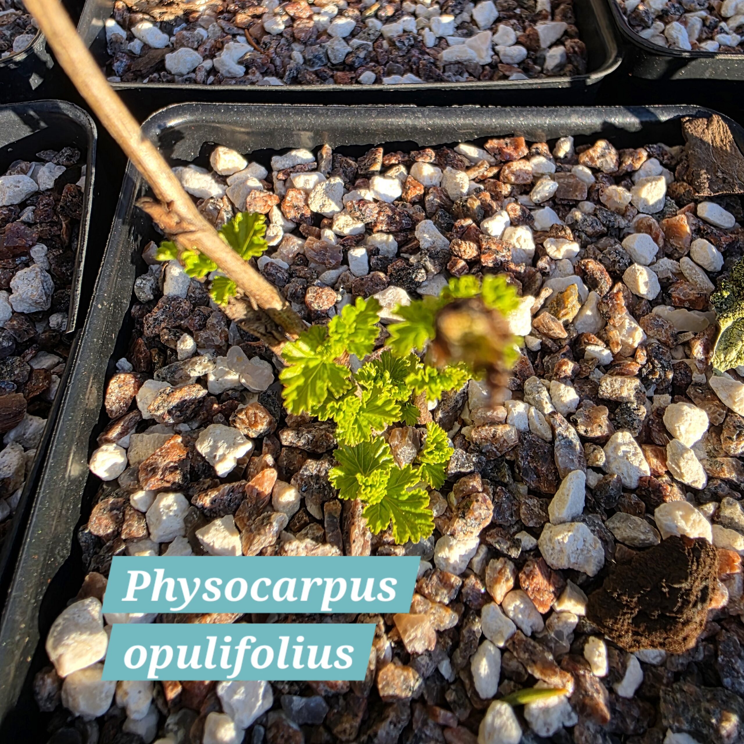 Physocarpus opulifolius