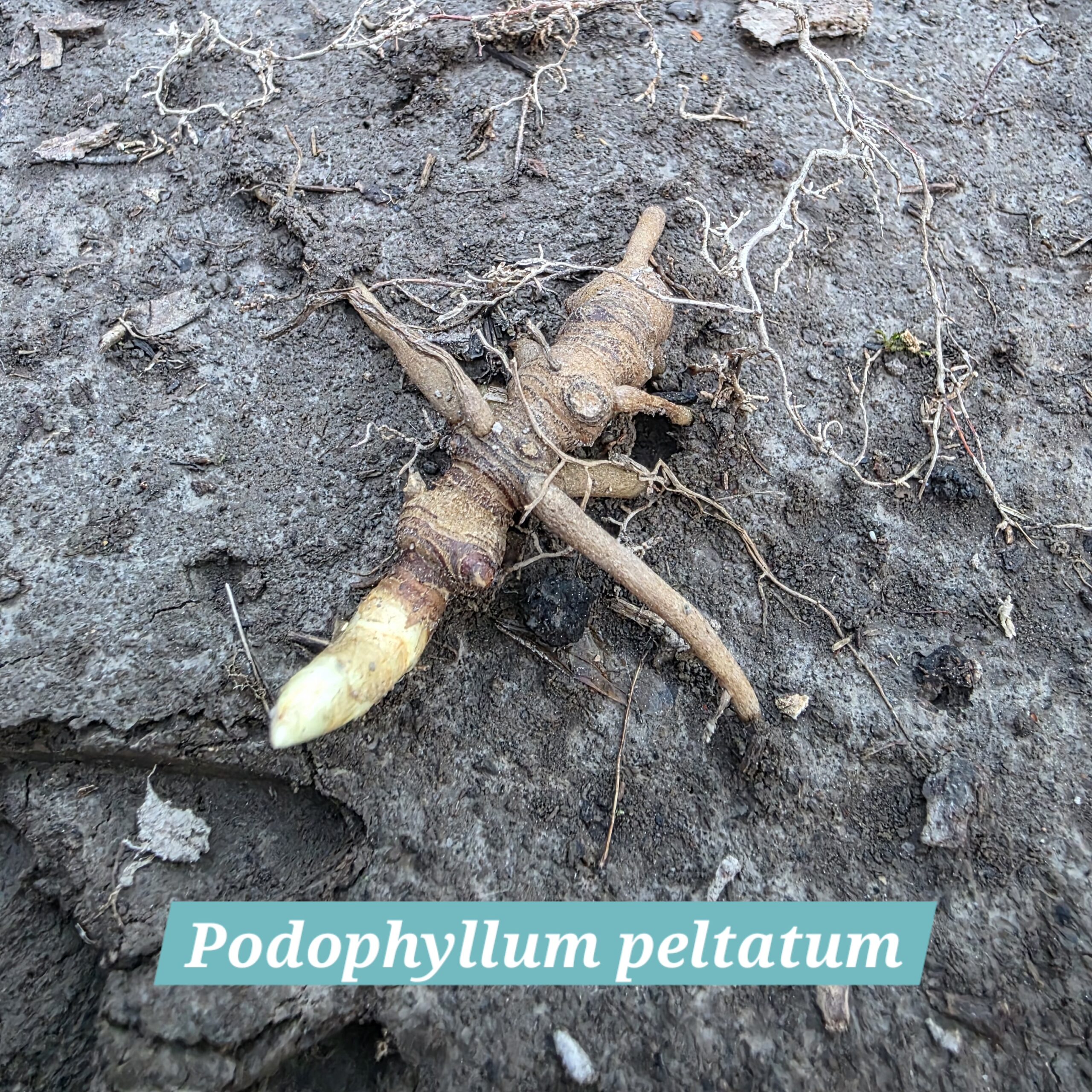 Podophyllum peltatum