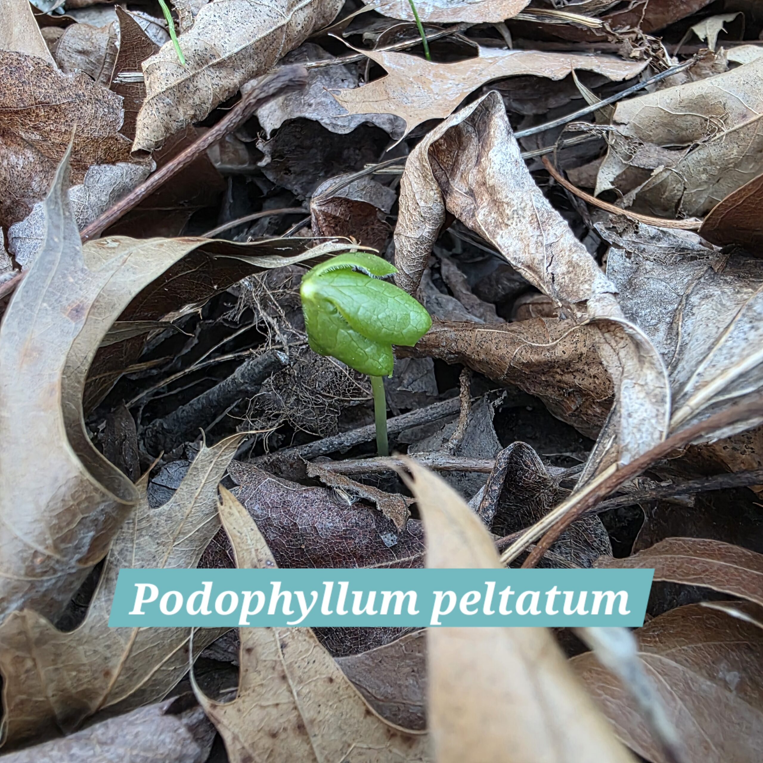 Podophyllum peltatum