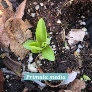 Primula media