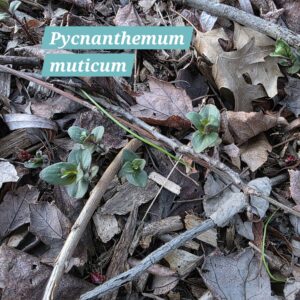 Pycnanthemum muticum