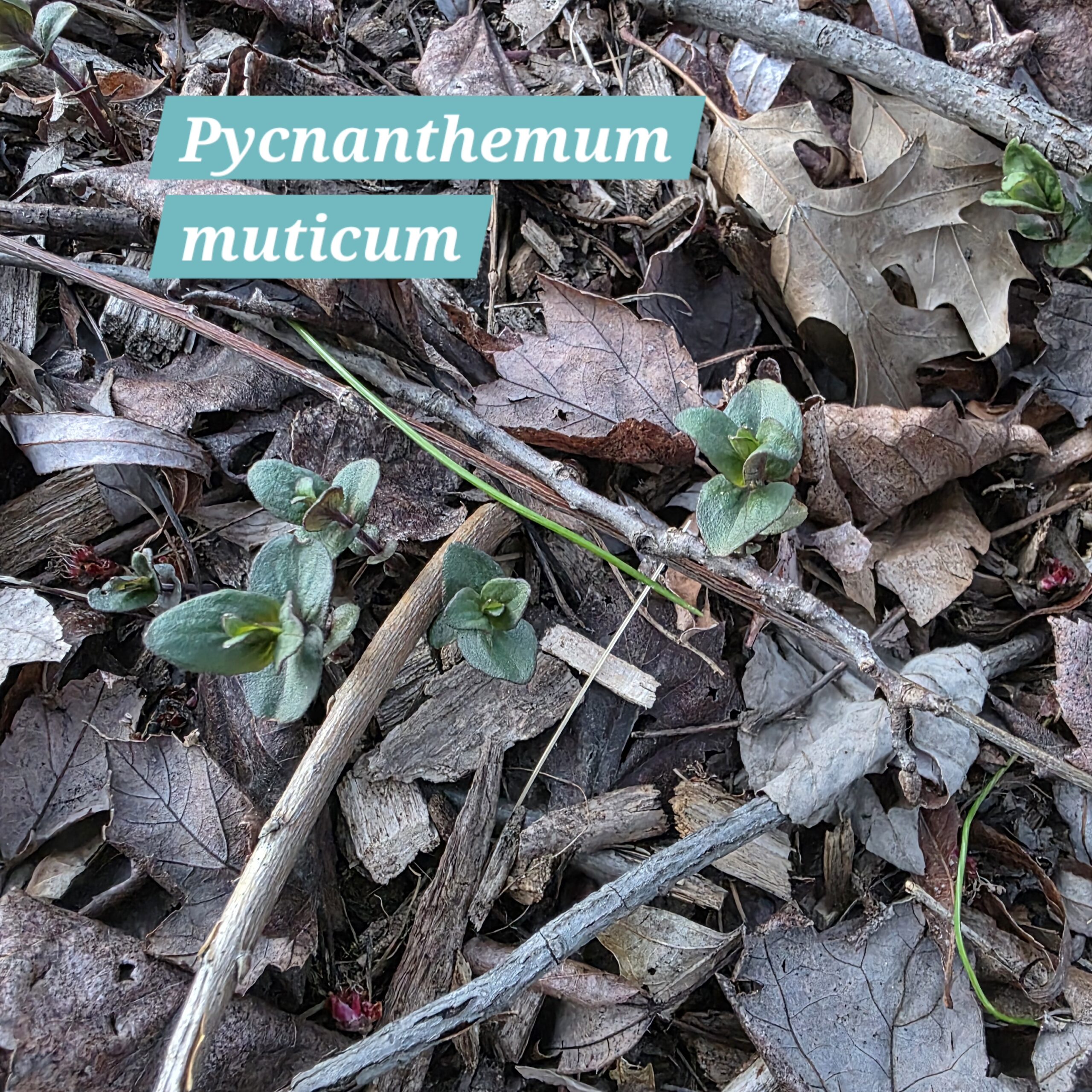 Pycnanthemum muticum
