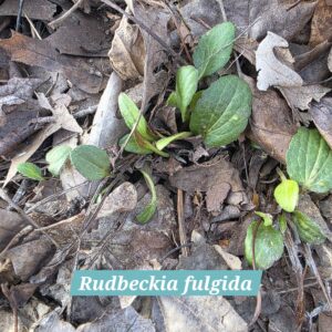 Rudbeckia fulgida
