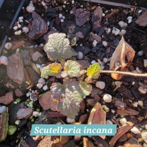 Scutellaria incana